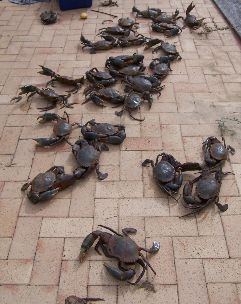 Rocko mud crab invasion '09 Rocko mud crab invasion '09